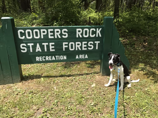 Stanley's Spot Dog Park